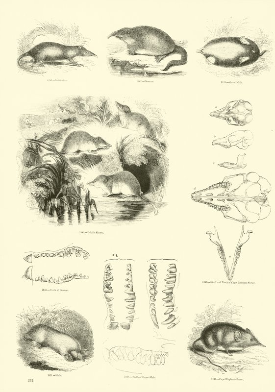 Pagina uit Het Picturale Museum van Geanimeerde Natuur door English School