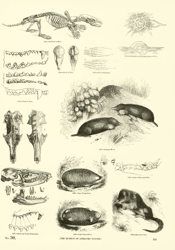 Pagina uit Het Picturale Museum van Geanimeerde Natuur door English School