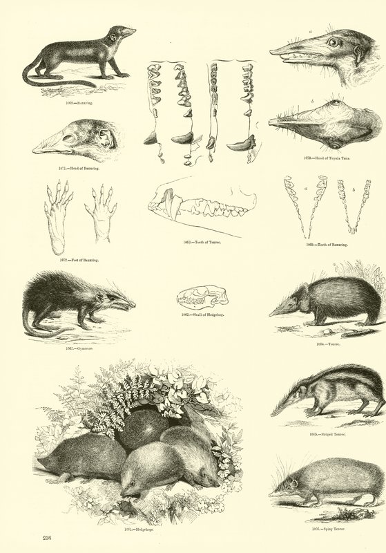 Pagina uit Het Picturale Museum van Geanimeerde Natuur door English School