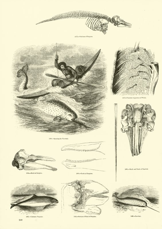 Pagina uit Het Picturale Museum van Geanimeerde Natuur door English School