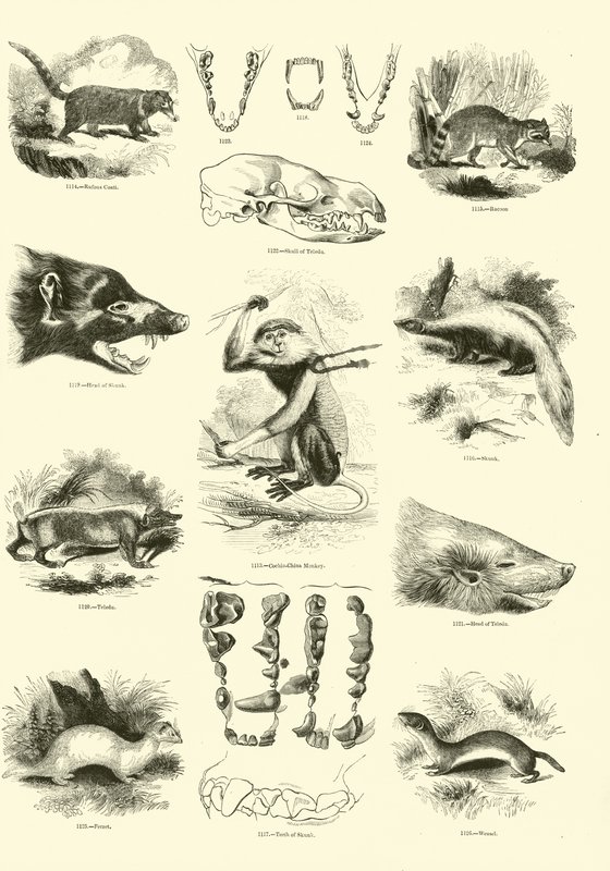 Pagina uit Het Picturale Museum van Geanimeerde Natuur door English School
