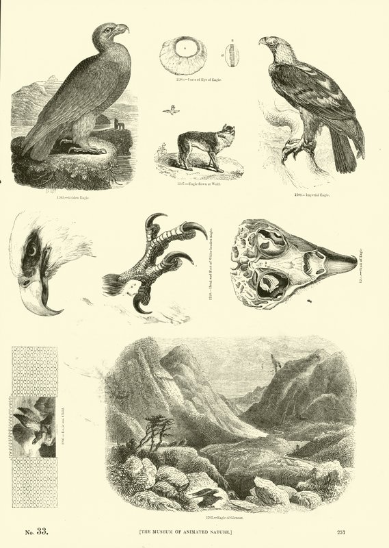 Pagina uit Het Picturale Museum van Geanimeerde Natuur door English School