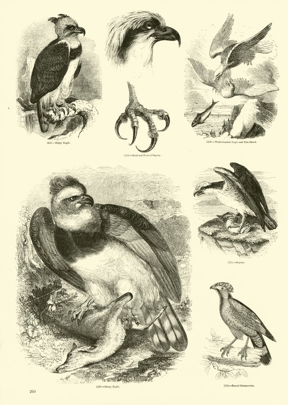 Pagina uit Het Picturale Museum van Geanimeerde Natuur door English School