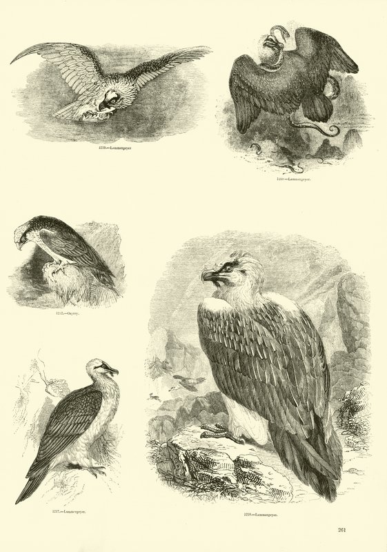 Pagina uit Het Picturale Museum van Geanimeerde Natuur door English School