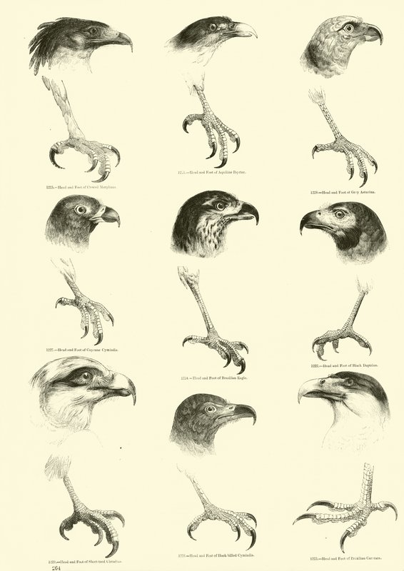 Pagina uit Het Picturale Museum van Geanimeerde Natuur door English School