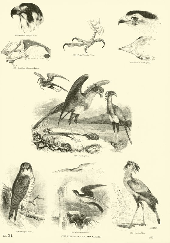 Pagina uit Het Picturale Museum van Geanimeerde Natuur door English School