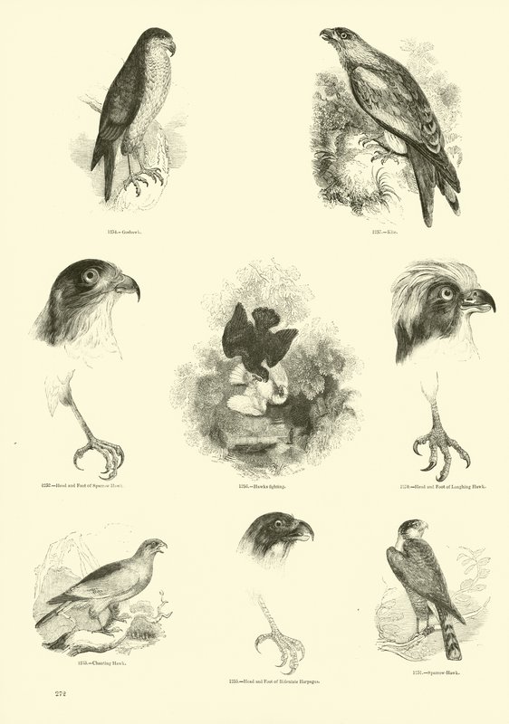 Pagina uit Het Picturale Museum van Geanimeerde Natuur door English School