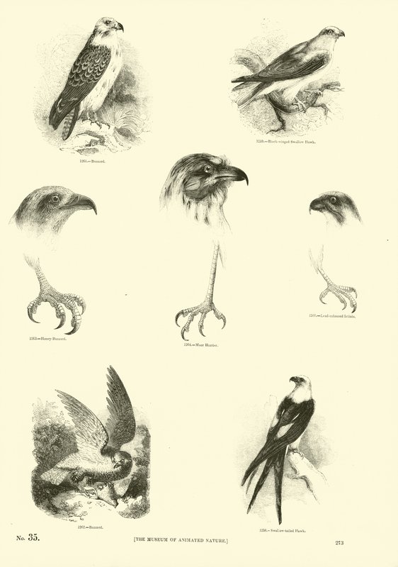 Pagina uit Het Picturale Museum van Geanimeerde Natuur door English School