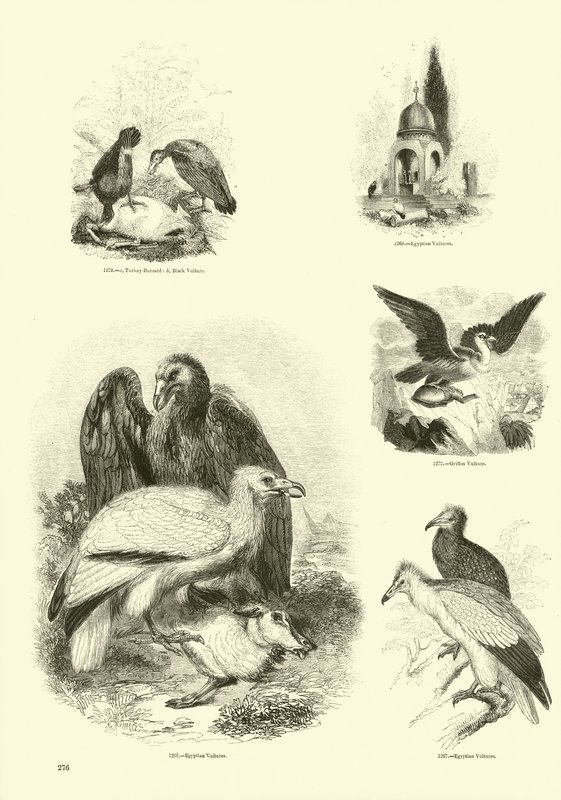 Pagina uit Het Picturale Museum van Geanimeerde Natuur door English School
