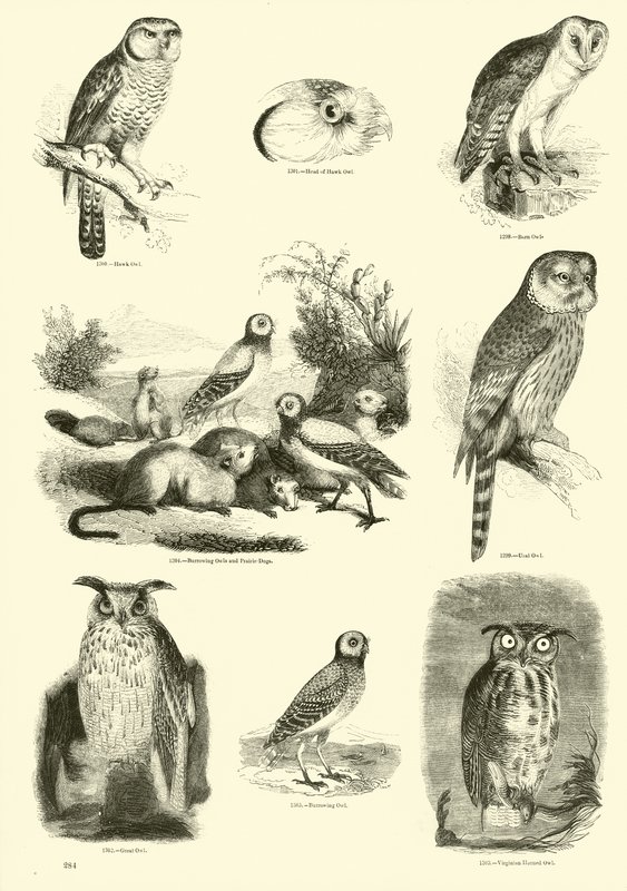 Pagina uit Het Picturale Museum van Geanimeerde Natuur door English School