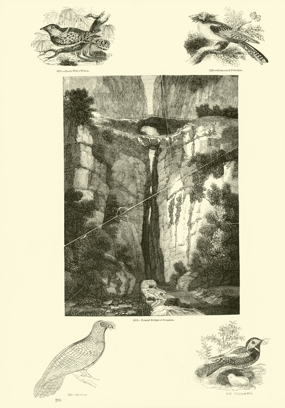 Pagina uit Het Picturale Museum van Geanimeerde Natuur door English School