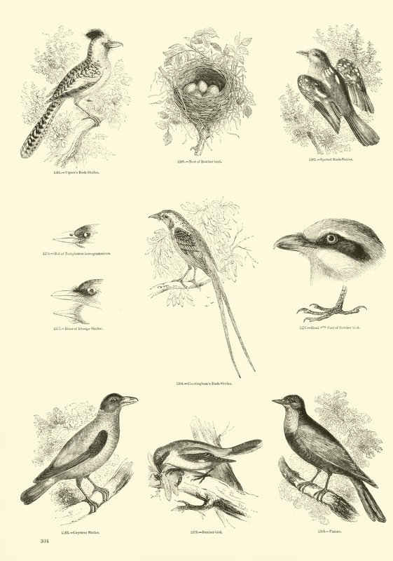 Pagina uit Het Picturale Museum van Geanimeerde Natuur door English School