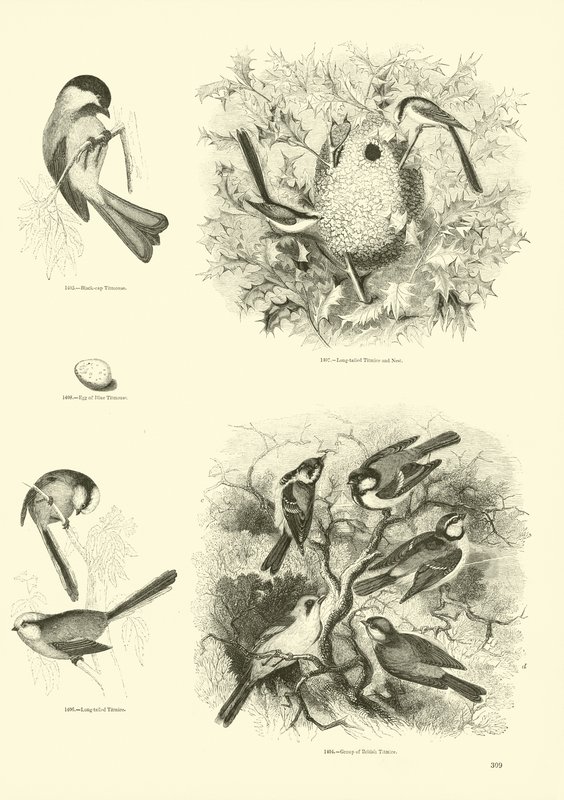 Pagina uit Het Picturale Museum van Geanimeerde Natuur door English School