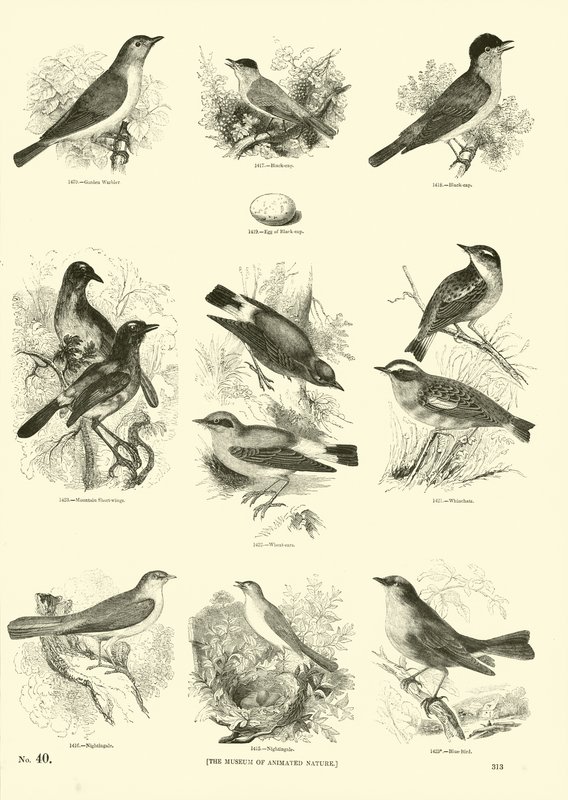 Pagina uit Het Picturale Museum van Geanimeerde Natuur door English School