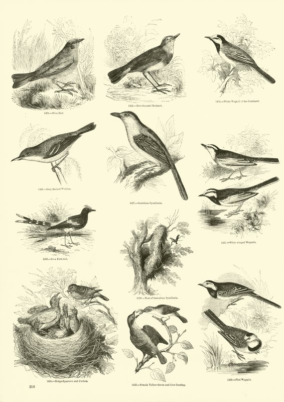 Pagina uit Het Picturale Museum van Geanimeerde Natuur door English School