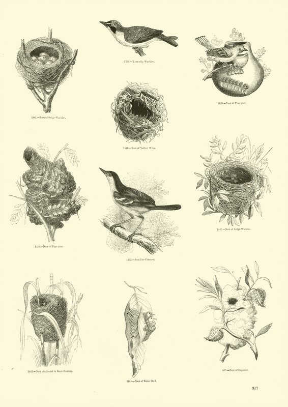 Pagina uit Het Picturale Museum van Geanimeerde Natuur door English School