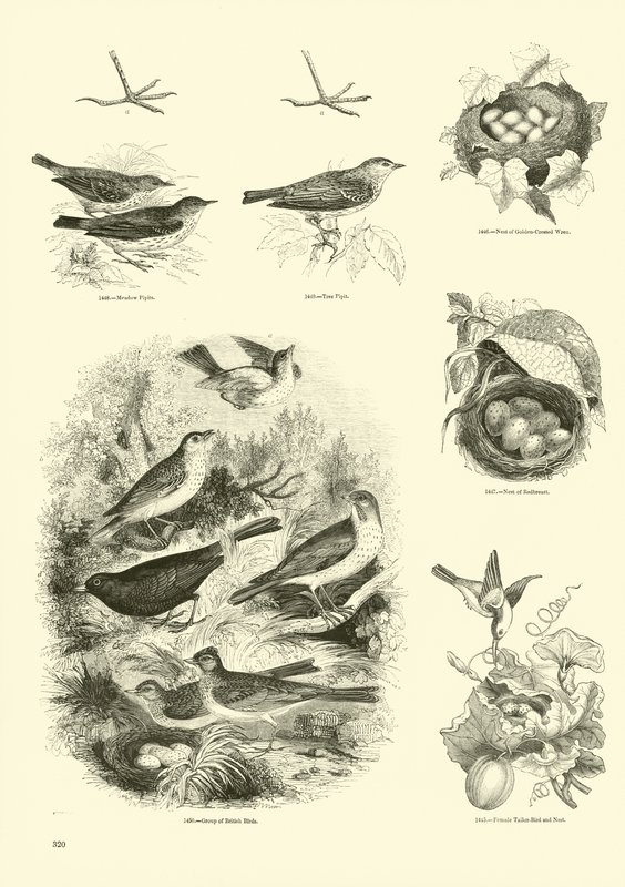 Pagina uit Het Picturale Museum van Geanimeerde Natuur door English School