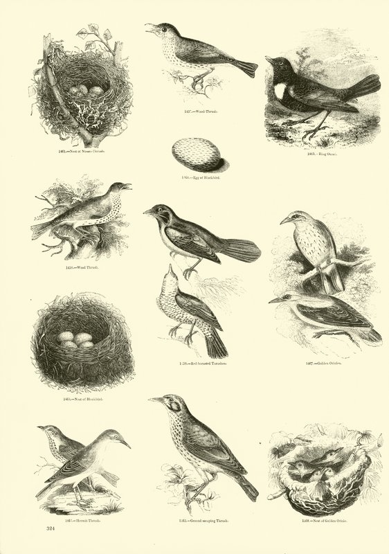 Pagina uit Het Picturale Museum van Geanimeerde Natuur door English School