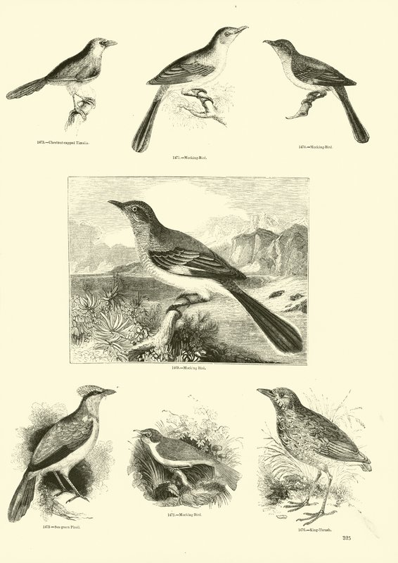 Pagina uit Het Picturale Museum van Geanimeerde Natuur door English School