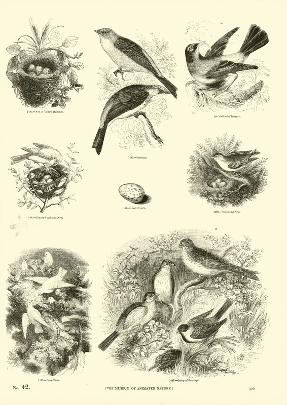 Pagina uit Het Picturale Museum van Geanimeerde Natuur door English School