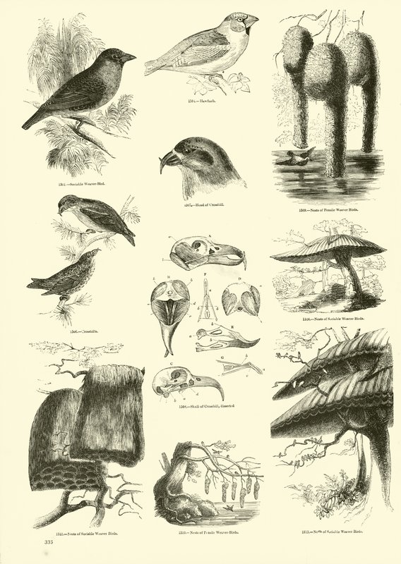 Pagina uit Het Picturale Museum van Geanimeerde Natuur door English School
