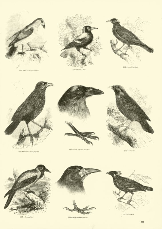 Pagina uit Het Picturale Museum van Geanimeerde Natuur door English School