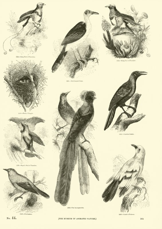 Pagina uit Het Picturale Museum van Geanimeerde Natuur door English School