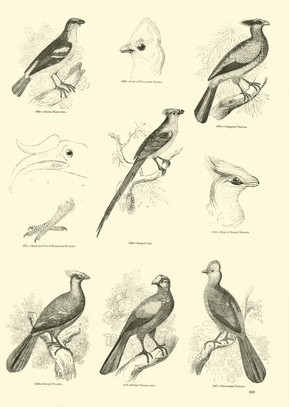 Pagina uit Het Picturale Museum van Geanimeerde Natuur door English School