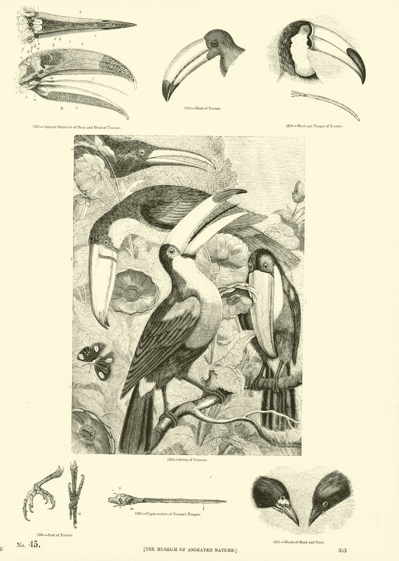 Pagina uit Het Picturale Museum van Geanimeerde Natuur door English School