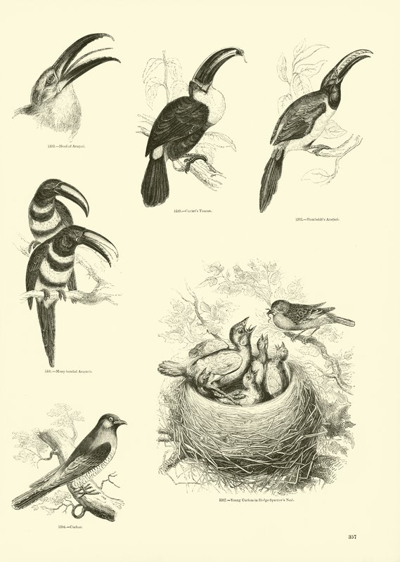 Pagina uit Het Picturale Museum van Geanimeerde Natuur door English School