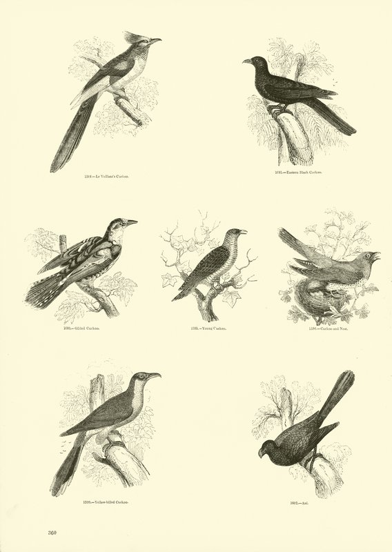 Pagina uit Het Picturale Museum van Geanimeerde Natuur door English School