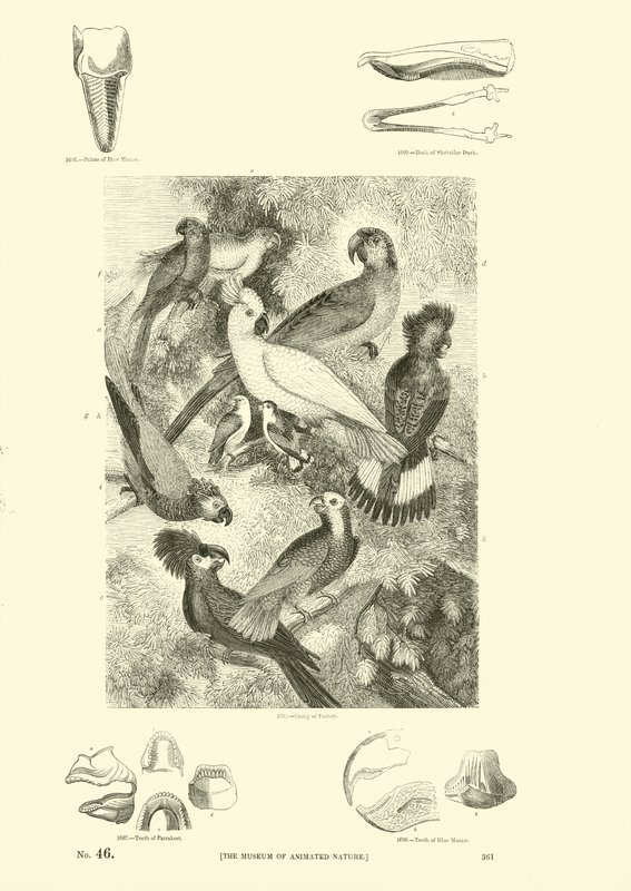 Pagina uit Het Picturale Museum van Geanimeerde Natuur door English School