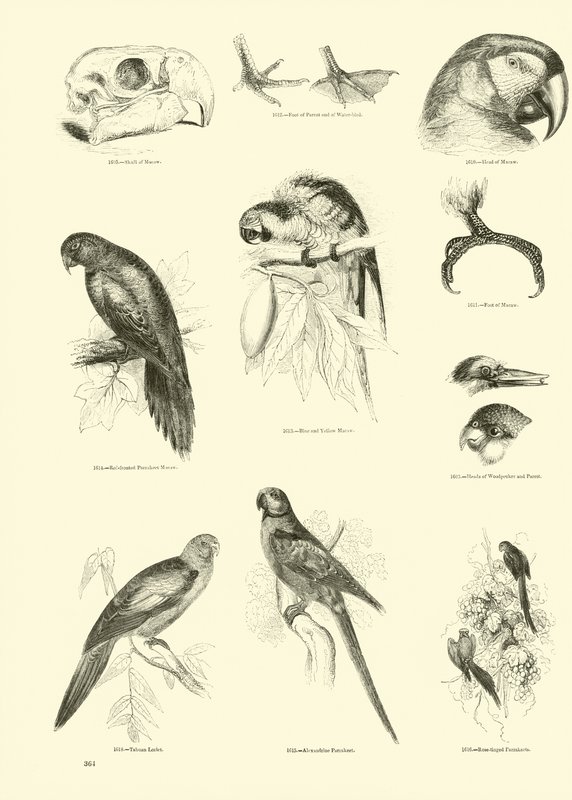 Pagina uit Het Picturale Museum van Geanimeerde Natuur door English School