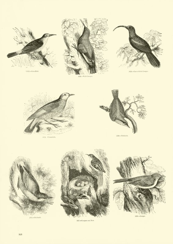 Pagina uit Het Picturale Museum van Geanimeerde Natuur door English School