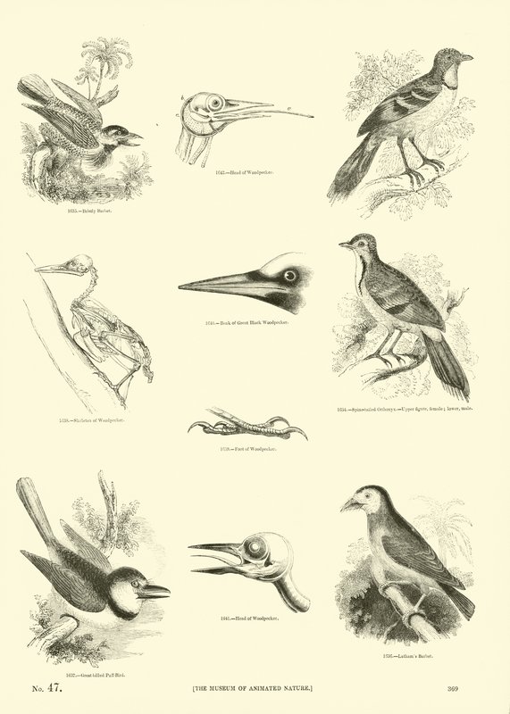 Pagina uit Het Picturale Museum van Geanimeerde Natuur door English School