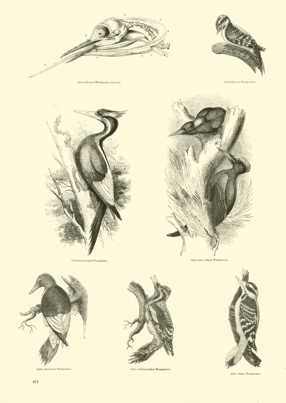 Pagina uit Het Picturale Museum van Geanimeerde Natuur door English School