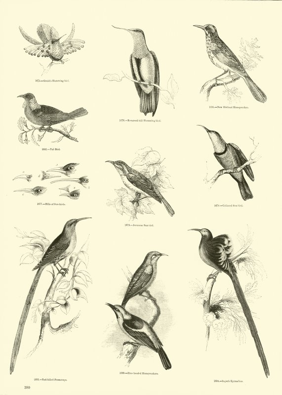 Pagina uit Het Picturale Museum van Geanimeerde Natuur door English School