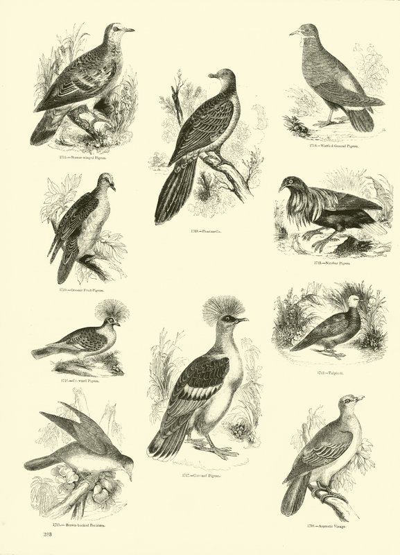 Pagina uit Het Picturale Museum van Geanimeerde Natuur door English School
