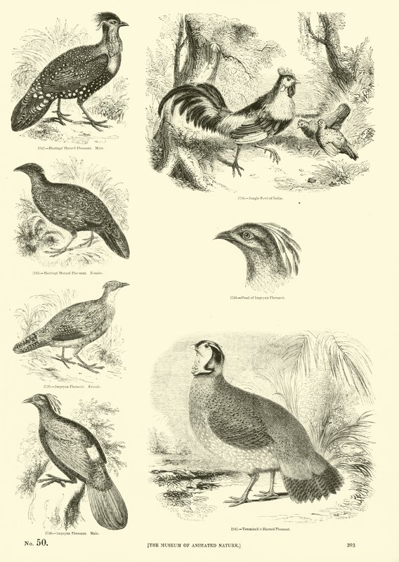 Pagina uit Het Picturale Museum van Geanimeerde Natuur door English School