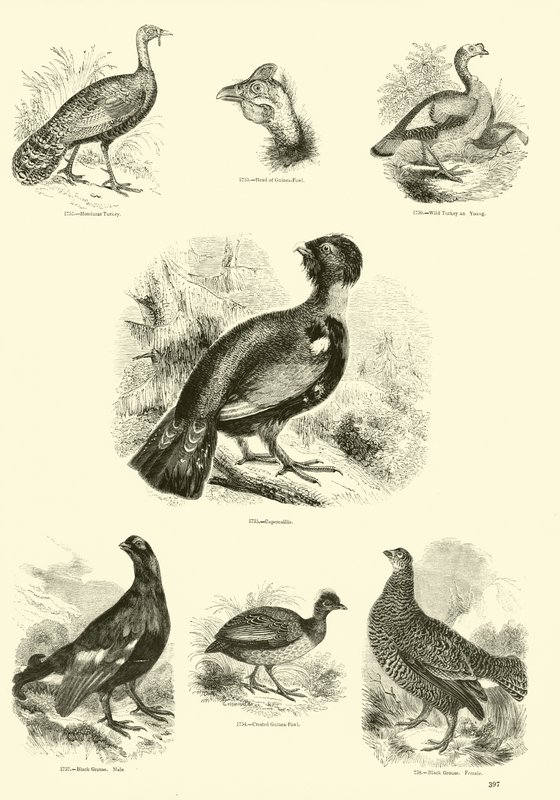 Pagina uit Het Picturale Museum van Geanimeerde Natuur door English School