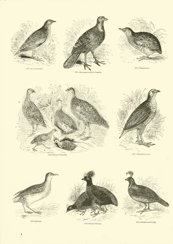 Pagina uit Het Picturale Museum van Geanimeerde Natuur door English School