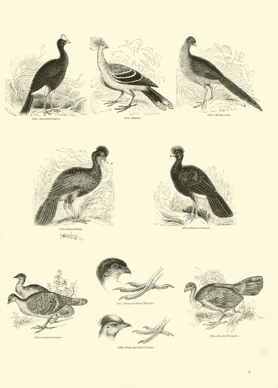 Pagina uit Het Picturale Museum van Geanimeerde Natuur door English School