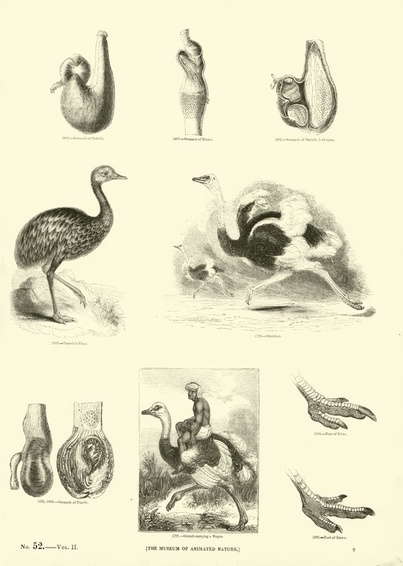 Pagina uit Het Picturale Museum van Geanimeerde Natuur door English School