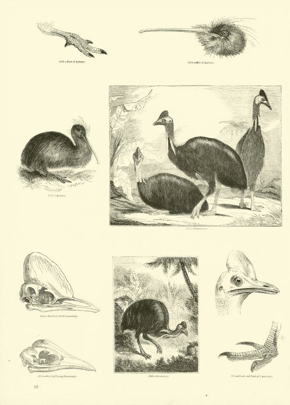 Pagina uit Het Picturale Museum van Geanimeerde Natuur door English School