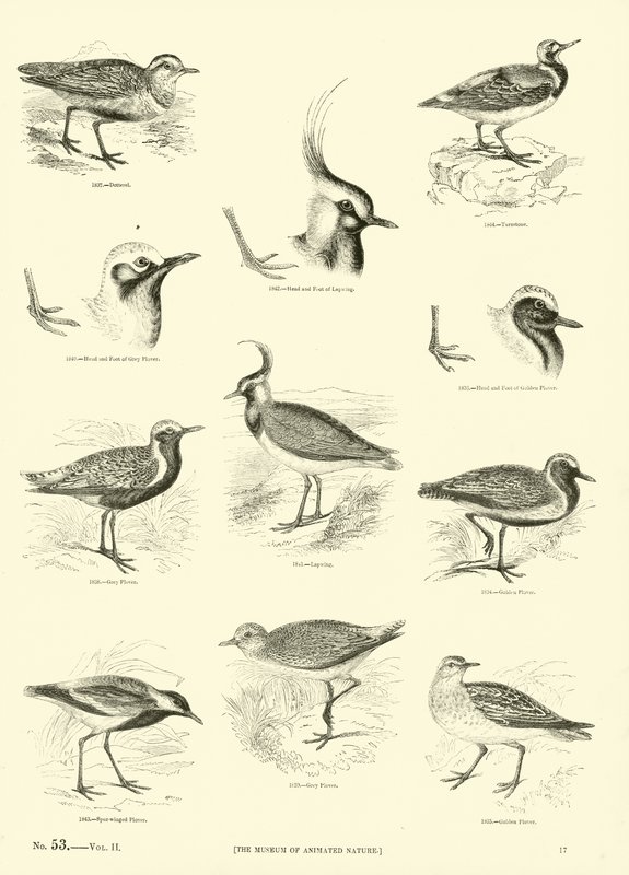 Pagina uit Het Picturale Museum van Geanimeerde Natuur door English School