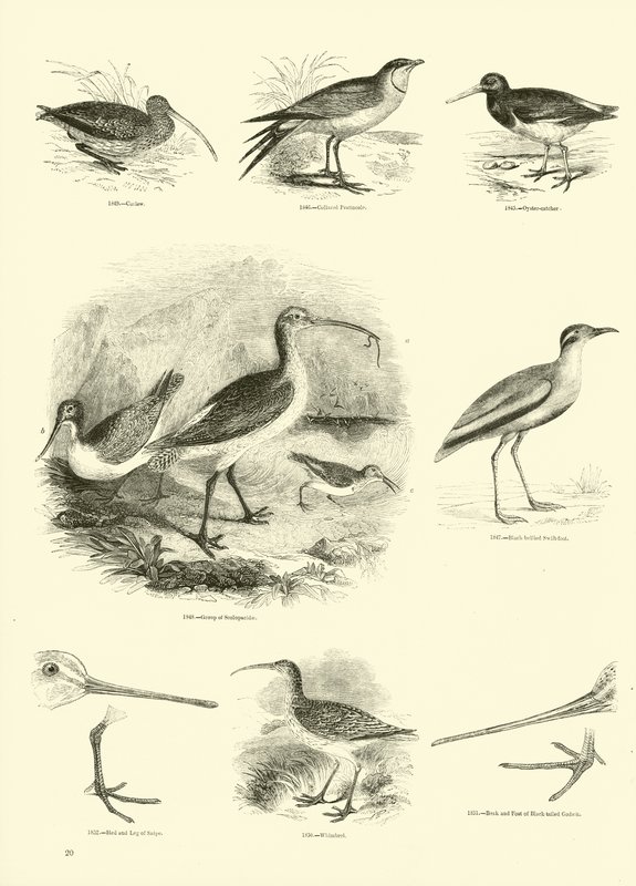 Pagina uit Het Picturale Museum van Geanimeerde Natuur door English School