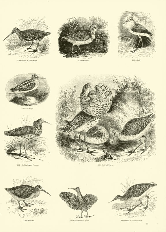 Pagina uit Het Picturale Museum van Geanimeerde Natuur door English School