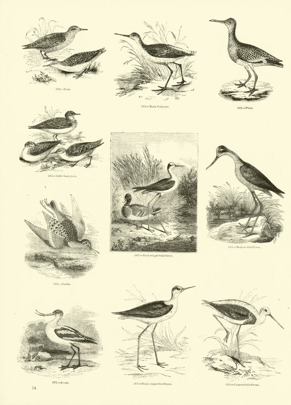 Pagina uit Het Picturale Museum van Geanimeerde Natuur door English School
