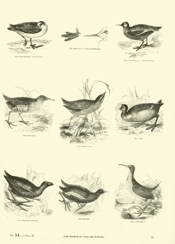 Pagina uit Het Picturale Museum van Geanimeerde Natuur door English School