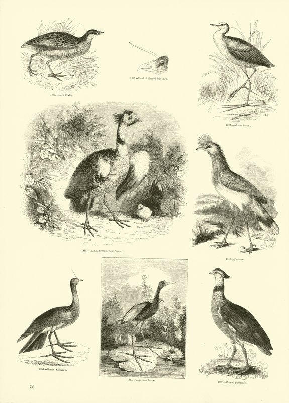 Pagina uit Het Picturale Museum van Geanimeerde Natuur door English School